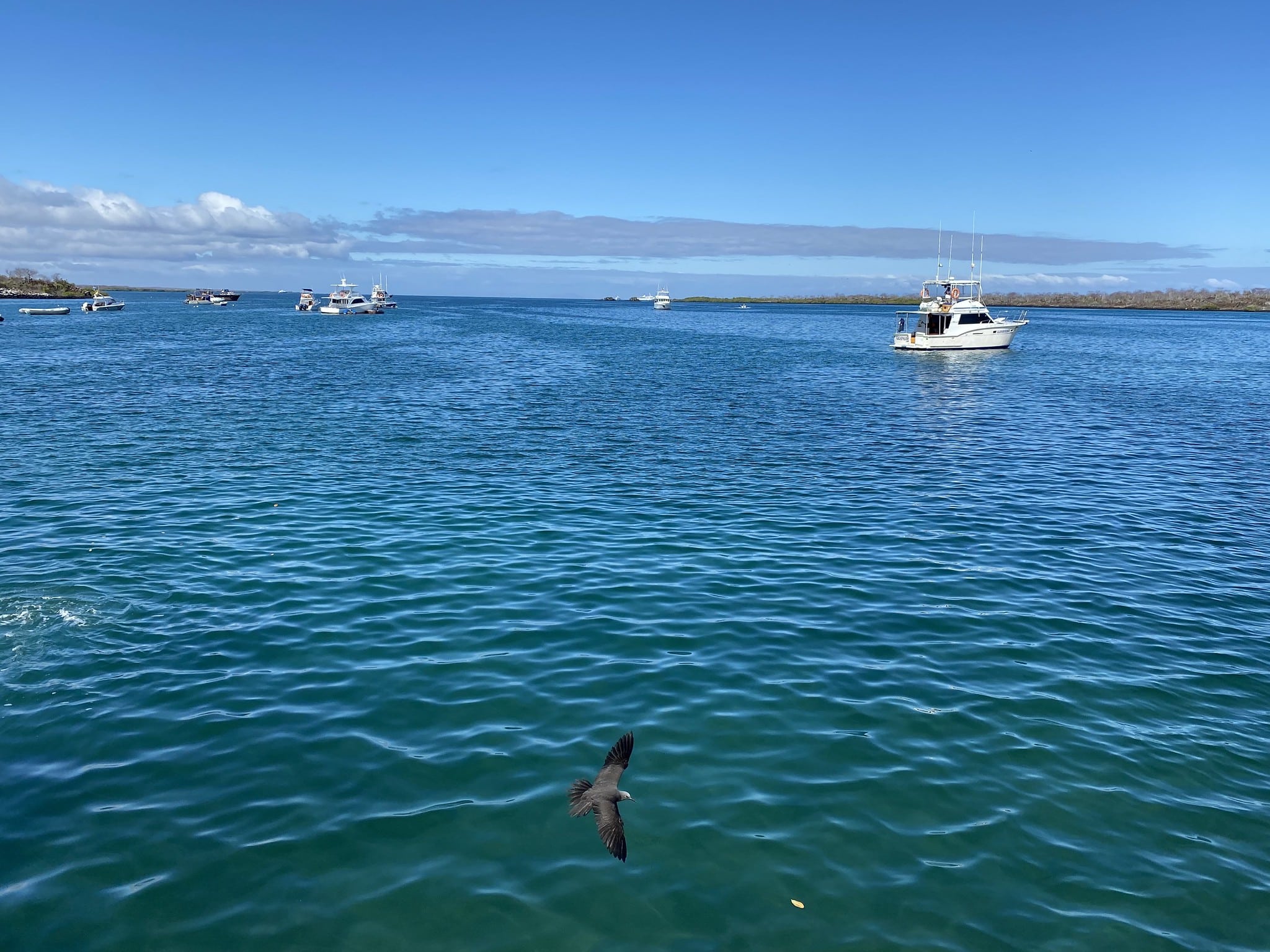 Ilhas Galápagos: o que saber antes de visitar o paraíso natural do Equador